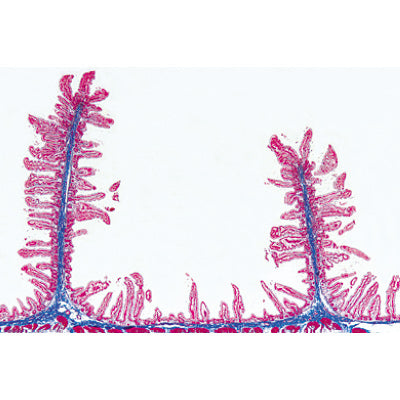 Normal Human Histology, Large Set, Part II. - German Slides
