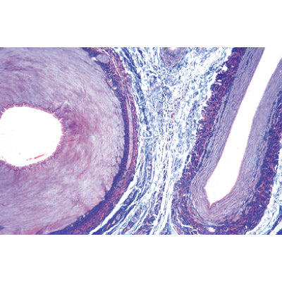 Respiratory and Circulatory System - German Slides