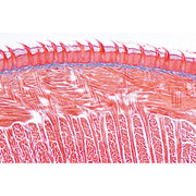 Digestive System - French