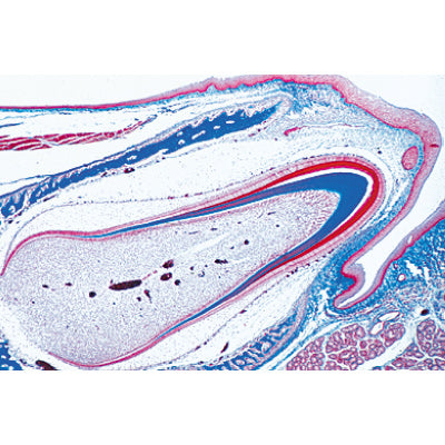 Digestive System - French