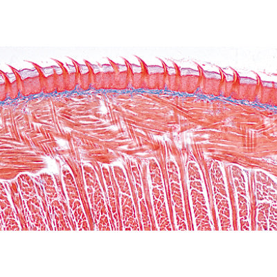 Digestive System - Portuguese