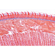 Digestive System - Spanish