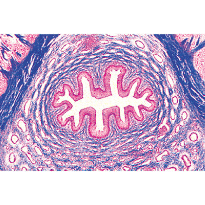 Urinary System - Portuguese Slides