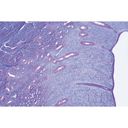 Genital System - Portuguese Slides