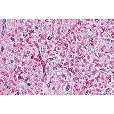 Endocrine System - German Slides