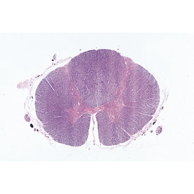 Nervous System - Portuguese Slides
