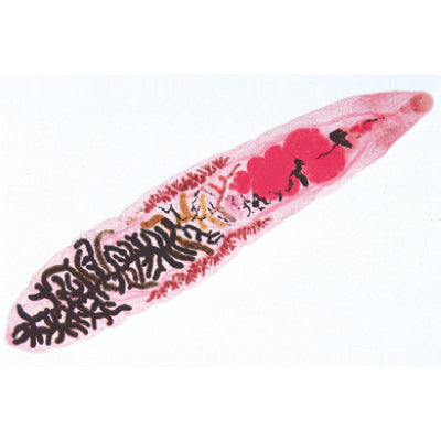 Invertebrata, Elementary Set - French