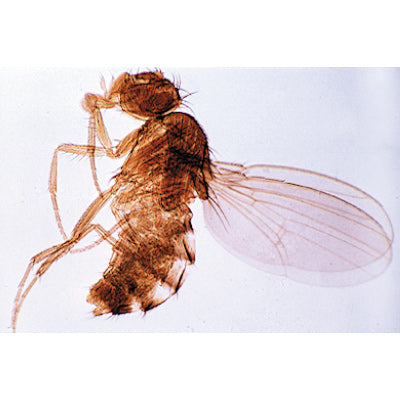Invertebrata, Elementary Set - German Slides