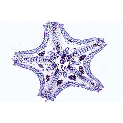Invertebrata, Supplementary Set - French