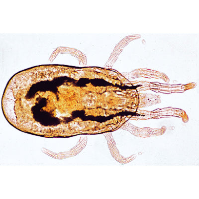 Invertebrata, Supplementary Set - French
