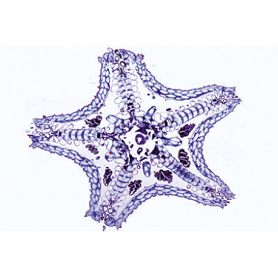 Invertebrata, Supplementary Set - Portuguese Slides