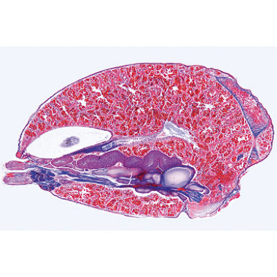 Invertebrata, Supplementary Set - Portuguese Slides