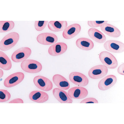 Invertebrata, Supplementary Set - Spanish