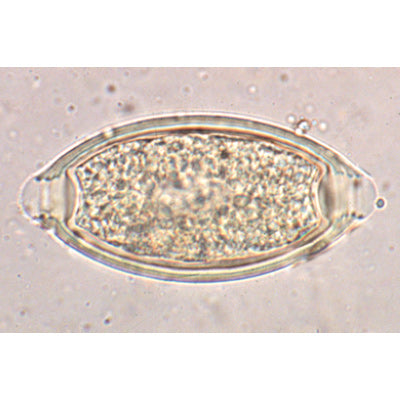 General Parasitology - French