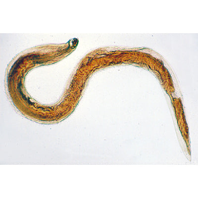 General Parasitology - Portuguese Slides