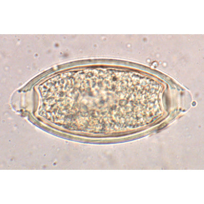 General Parasitology - Portuguese Slides