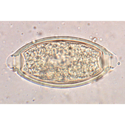 General Parasitology - Spanish