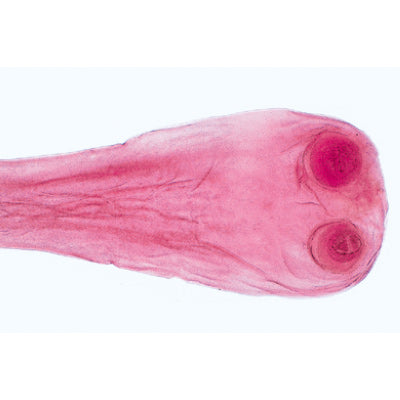 General Parasitology - German Slides
