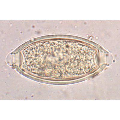 General Parasitology - German Slides