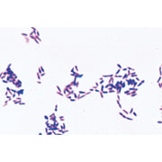 Pathogenic Bacteria - French