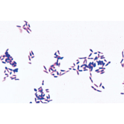 Pathogenic Bacteria - Portuguese