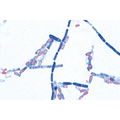 Pathogenic Bacteria - Portuguese