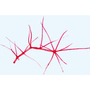 Phanerogamae, Supplementary Set - French