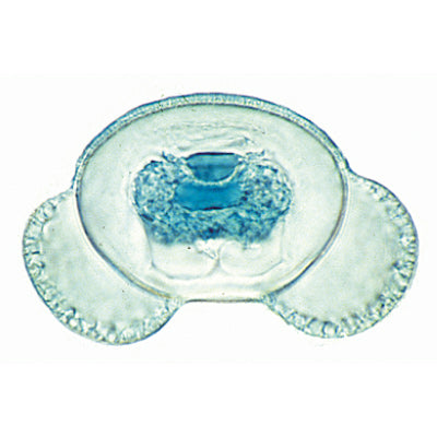 Phanerogamae, Supplementary Set - French