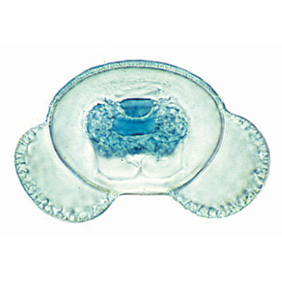 Phanerogamae, Supplementary Set - Spanish