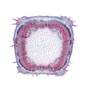 Arrangement and Types of Vascular Bundles - French