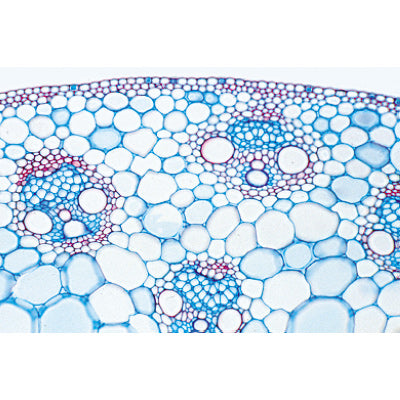 Arrangement and Types of Vascular Bundles - French