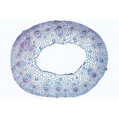Arrangement and Types of Vascular Bundles - French