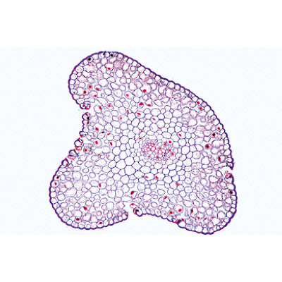 Arrangement and Types of Vascular Bundles - Portuguese Slides