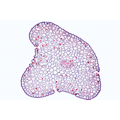 Arrangement and Types of Vascular Bundles - Spanish