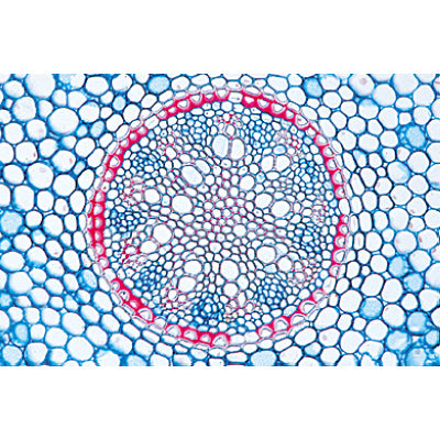 Arrangement and Types of Vascular Bundles - Spanish