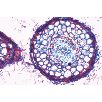 Life in the Soil - German Slides