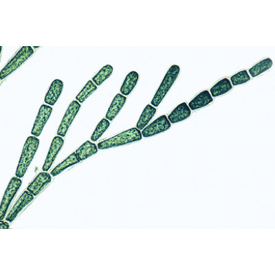 The Microscopic Life in the Water, Part I - French