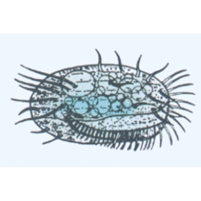 The Microscopic Life in the Water, Part I - French