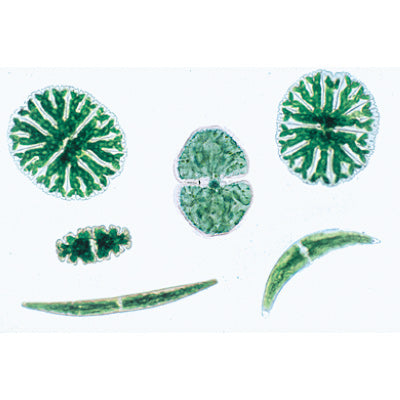 The Microscopic Life in the Water, Part I - French