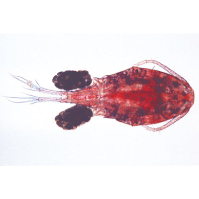 The Microscopic Life in the Water, Part I - Portuguese Slides