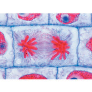 School Set A (General Biology) - French