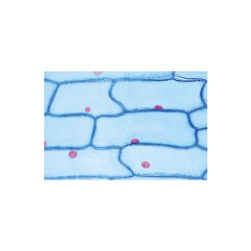 School Set A (General Biology) - French