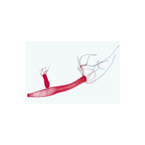 School Set A (General Biology) - Spanish