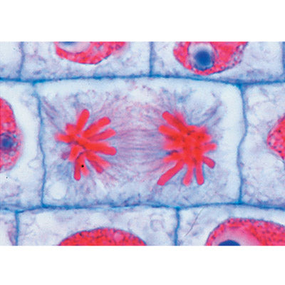 School Set A (General Biology) - German Slides