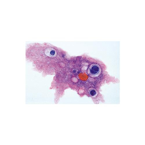 School Set A (General Biology) - German Slides