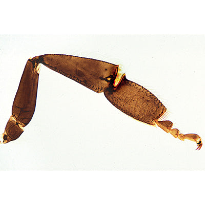 The Honey Bee (Apis mellifica) - Portuguese Slides