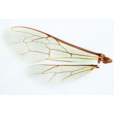 The Honey Bee (Apis mellifica) - German Slides