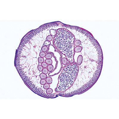 General Parasitology, Short Set - French
