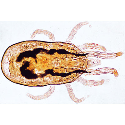 General Parasitology, Short Set - French