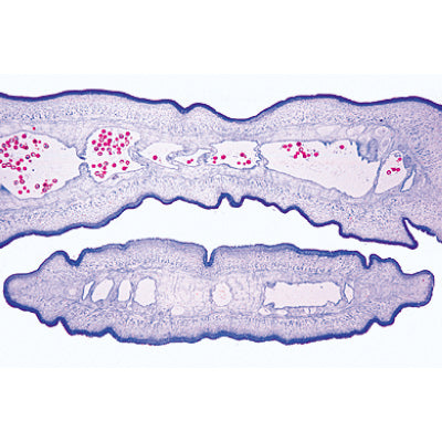General Parasitology, Short Set - German Slides